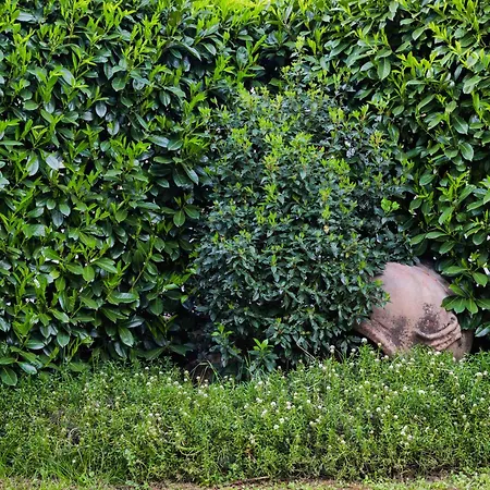 Daire Acero Rosso Riccò del Golfo di Spezia